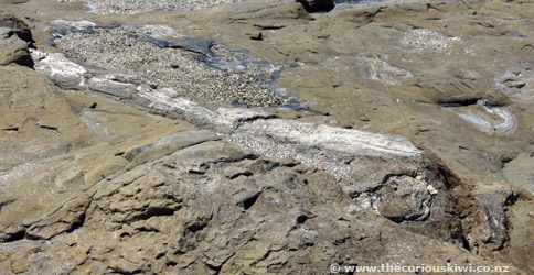 Tree trunk turned to stone at Curio Bay