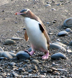 Yellow-Eyed Penguin at Roaring Bay