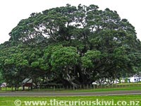 Te Araroa Pohutukawa